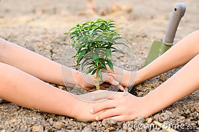 Hand planting on crack soil Stock Photo