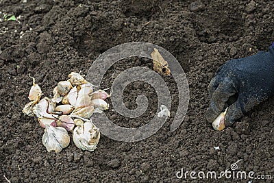 Hand planting garlic in spring in fresh earth Stock Photo