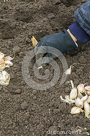 Hand planting garlic in spring in fresh earth Stock Photo