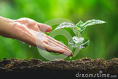 Hand Planting tree Care Coffee tree In the natural background Stock Photo