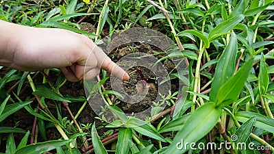 Hand pointing the top of the sweet potato, just planted in the garden, stabbing young shoots, naturally beautiful Stock Photo