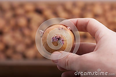 Hand with potato Stock Photo