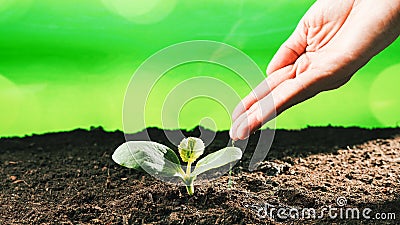 Hand pours water on green seedling Stock Photo