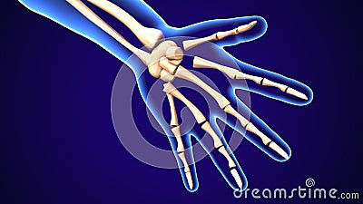 3d illustration of human baby skeleton hand bone anatomy Stock Photo