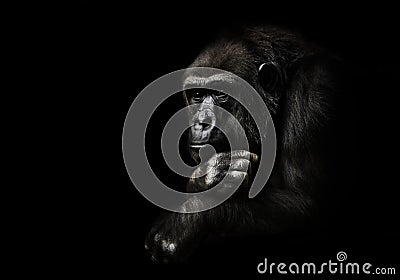 Hand props his head. Monkey anthropoid gorilla female. a symbol of brooding rationality and heavy thoughts. isolated black Stock Photo