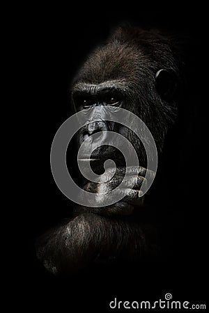 Hand props his head. Monkey anthropoid gorilla female. a symbol of brooding rationality and heavy thoughts. isolated black Stock Photo