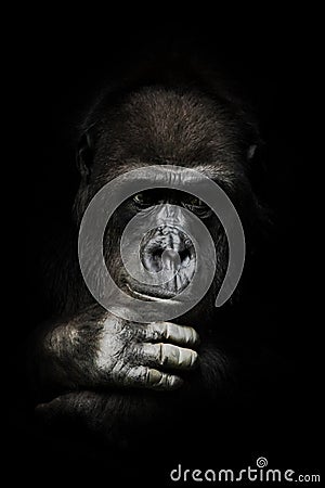 Hand props his head. Monkey anthropoid gorilla female. a symbol of brooding rationality and heavy thoughts. isolated black Stock Photo