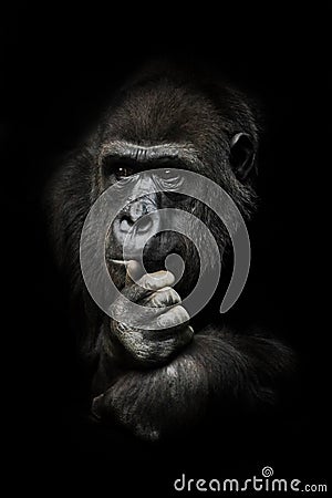 Hand props his head. Monkey anthropoid gorilla female. a symbol of brooding rationality and heavy thoughts. isolated black Stock Photo