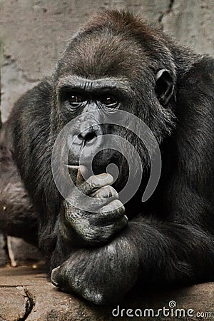 Hand props his head. Monkey anthropoid gorilla female. a symbol of brooding rationality and heavy thoughts Stock Photo