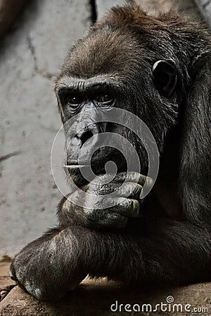 Hand props his head. Monkey anthropoid gorilla female. a symbol of brooding rationality and heavy thoughts Stock Photo