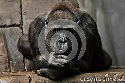 Hand props his head. Monkey anthropoid gorilla female. a symbol of brooding rationality and heavy thoughts Stock Photo