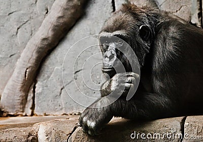 Hand props his head. Monkey anthropoid gorilla female. a symbol of brooding rationality and heavy thoughts Stock Photo