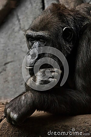 Hand props his head. Monkey anthropoid gorilla female. a symbol of brooding rationality and heavy thoughts Stock Photo