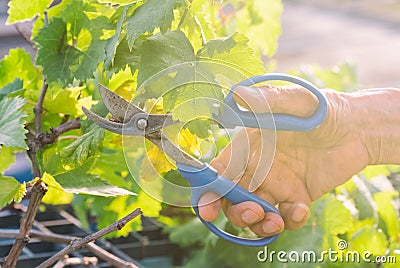 hand pruning grape in a vineyard Stock Photo