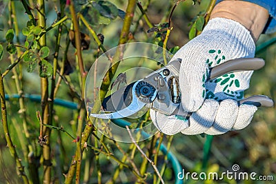 Hand holding bypass pruning secateur for cutting roses Stock Photo