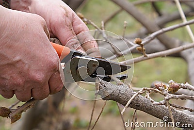 Hand with pruning shears Stock Photo