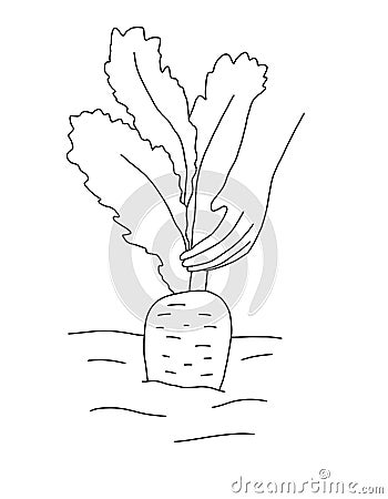 Outline of hand pulls a ripe carrot from the garden Cartoon Illustration