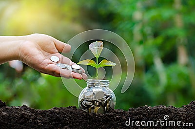 Hand Put money Bottle Banknotes tree Image of bank note with plant growing on top for business green natural background money savi Stock Photo