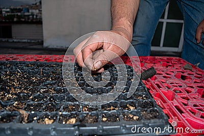 Hand putting a seed in a hotbed Stock Photo
