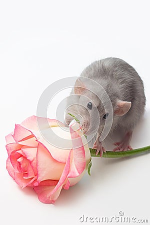 Hand rat, dumbo rat, pets on a white background, a very cute rat, a rat has a rose Stock Photo