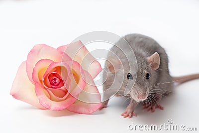 Hand rat, dumbo rat, pets on a white background, a very cute little rat, a rat next to a rose Stock Photo