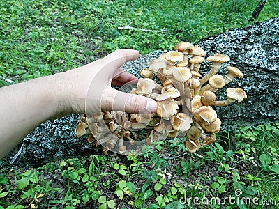 Hand reaches for honey agaric Stock Photo