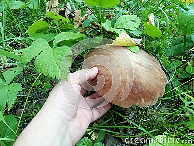 Hand reaches for mushroom boletus Stock Photo