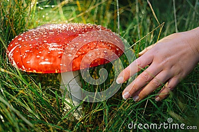 Hand reaching out for toadstool during mushrooming collecting season Stock Photo