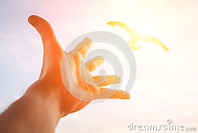 Hand reaching to bird. Stock Photo