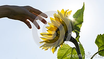 Hand reaching towards a backlit sunflower Stock Photo