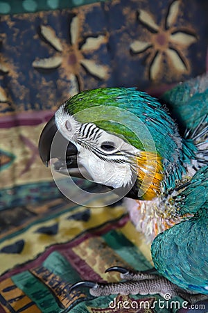 Hand reared baby Blue and Gold Macaw Stock Photo