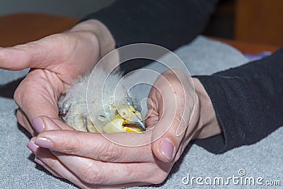 Hand-reared kea parrott nestling is sitting in hands Stock Photo