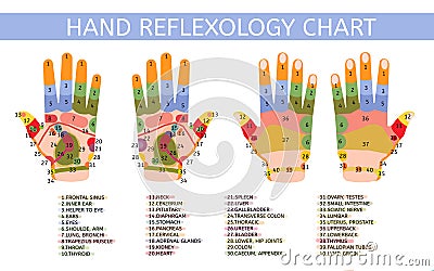 Hand reflexology chart with description of the corresponding internal and body parts. Palm and dorsal side Stock Photo