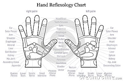 Hand reflexology chart description outline Vector Illustration