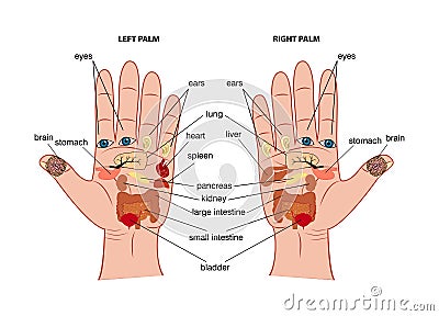 Hand reflexology chart Vector Illustration