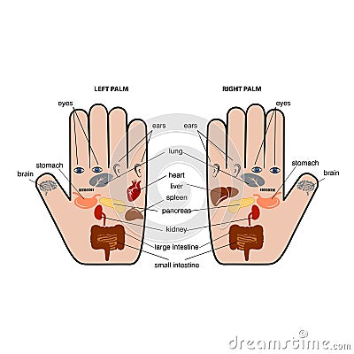 Hand reflexology chart vector illustration. Vector Illustration