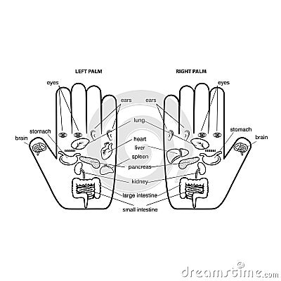 Outline hand reflexology chart vector illustration. Vector Illustration