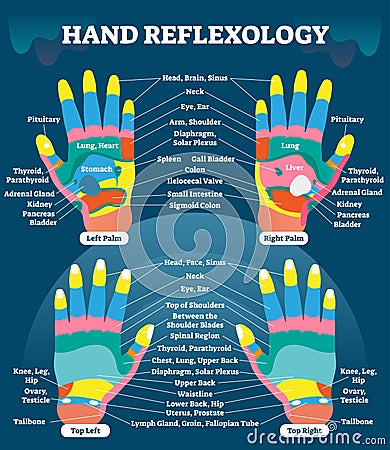 Hand reflexology massage therapy medical vector illustration chart. Human well being system. Inner organs and glands diagram. Vector Illustration