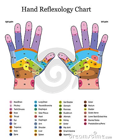 Hand Reflexology Table Listing Vector Illustration