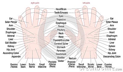 Hand Reflexology Zone Massage Areas Names Vector Illustration