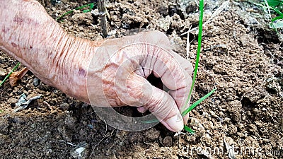 Hand is remove grass from ground in garden Stock Photo