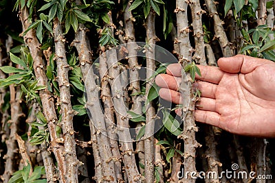 Hand's firm grasp on the cassava stems showcases the valuable and fibrous nature of this versatile crop Stock Photo