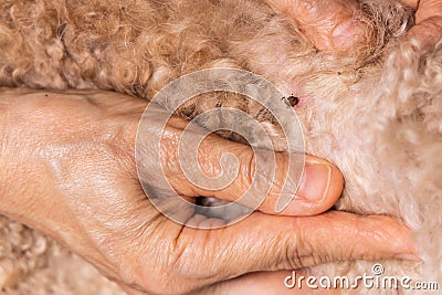 Hand search and remove tick flea from pet dog fur coat Stock Photo