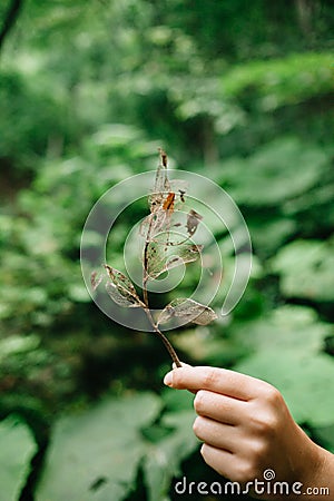 Hand with a sheet of skeleton on the background of summer foliage in the forest Stock Photo