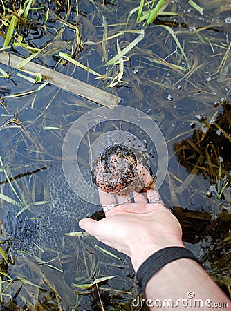 Hand showing a frog squawk in clean swamp water Stock Photo