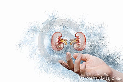 Hand shows the kidneys Stock Photo