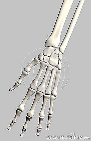 Hand skeleton Stock Photo