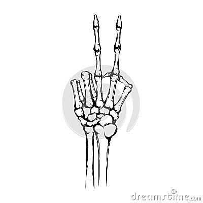 Hand of the skeleton with raised up forefinger and middle finger. Peace gesture or symbol. Hand drawn human hand Vector Illustration