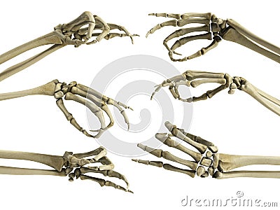 Hand skeleton shows fingers 3d render on white Stock Photo