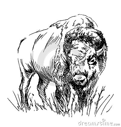 Hand sketch bison Vector Illustration